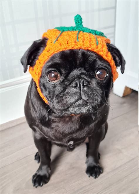 dog pumpkin hat